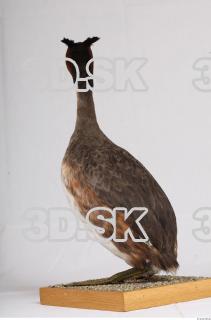 Bird whole body reference 0001